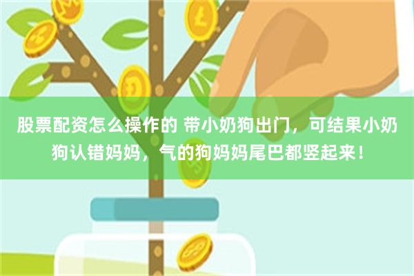 股票配资怎么操作的 带小奶狗出门，可结果小奶狗认错妈妈，气的狗妈妈尾巴都竖起来！